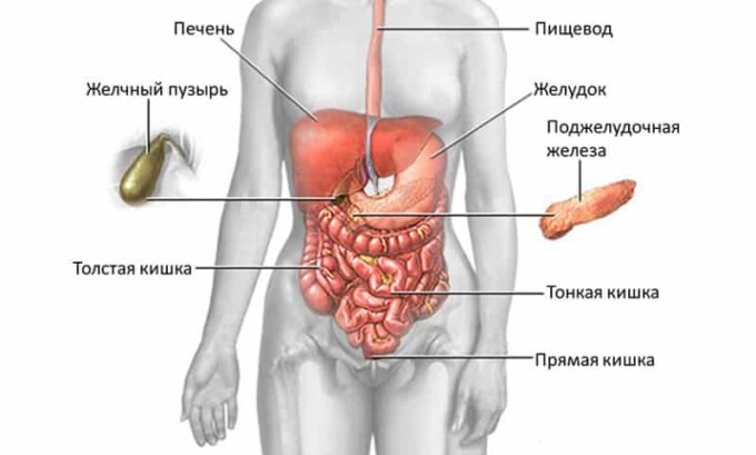 Размеры органа могут варьироваться от 14 до 22 см., располагается в эпигастральной области сзади от желудка