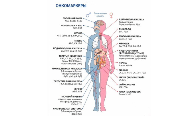 Существует большое количество онкомаркеров, но современная медицина использует только 20 из них