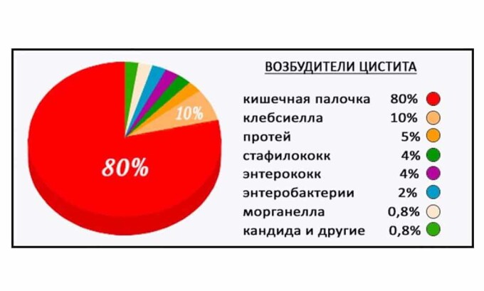 Возбудителями цистита могут быть различные факторы