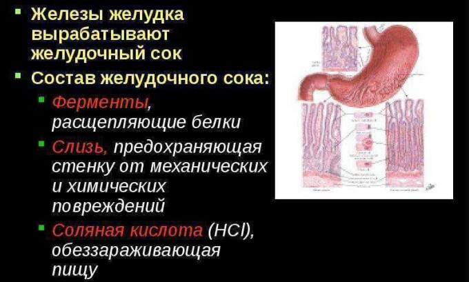 Без панкреатического сока невозможен пищеварительный процесс, так как отсутствие ферментов приведет к неспособности расщепления поступившей пищи