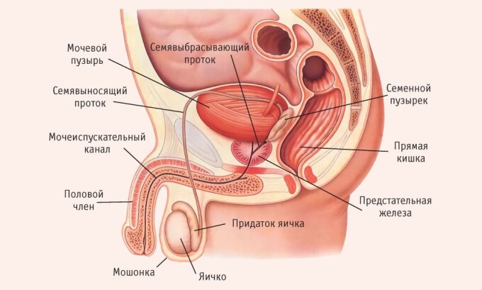 У мужчин проблемы с простатой часто сопровождаются циститом