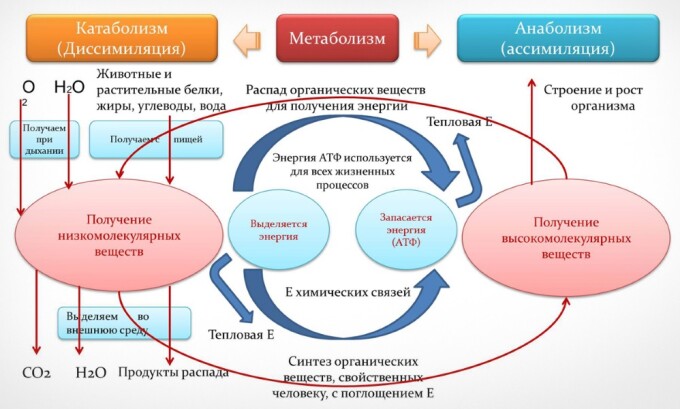 Тиреоидные гормоны увеличивают основной обмен веществ