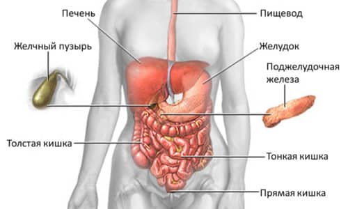 Панкреонекроз поджелудочной железы считается наиболее опасным заболеванием брюшной полости, при котором поражается не только область поджелудочной, но и другие внутренние органы, в том числе и те, которые отвечают за процесс пищеварения