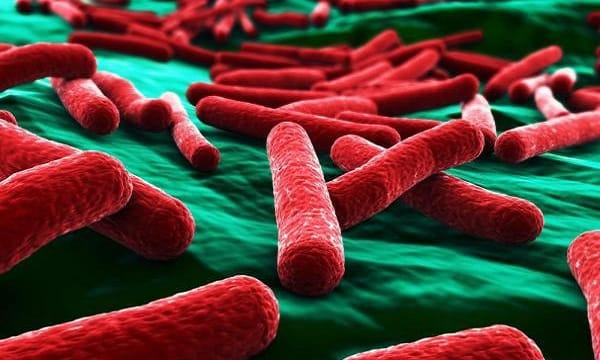 Наиболее частым возбудителем геморрагического цистита, имеющего бактериальное происхождение, считается кишечная палочка