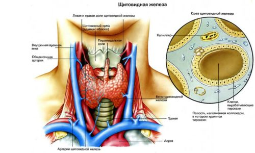 Незаметная для многих железа играет важную роль в функционировании всего организма