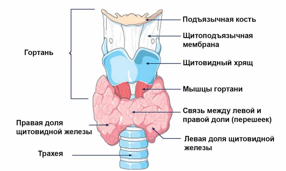 Щитовидная железа: причины и симптомы заболевания у женщин